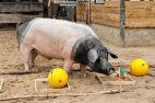 Orakel-Schwein Harry
